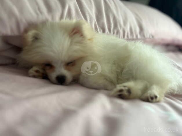 Pomeranian puppies for sale in Birmingham, West Midlands – 1 year old - Image 4 of 5