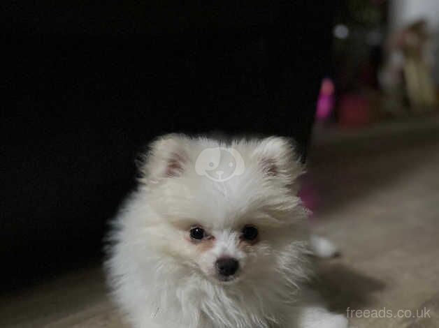 Pomeranian puppies for sale in Birmingham, West Midlands – 1 year old - Image 5 of 5