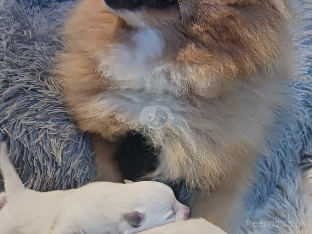 Pomeranian puppies for sale in Accrington, Lancashire – 1 year old - Image 2 of 2