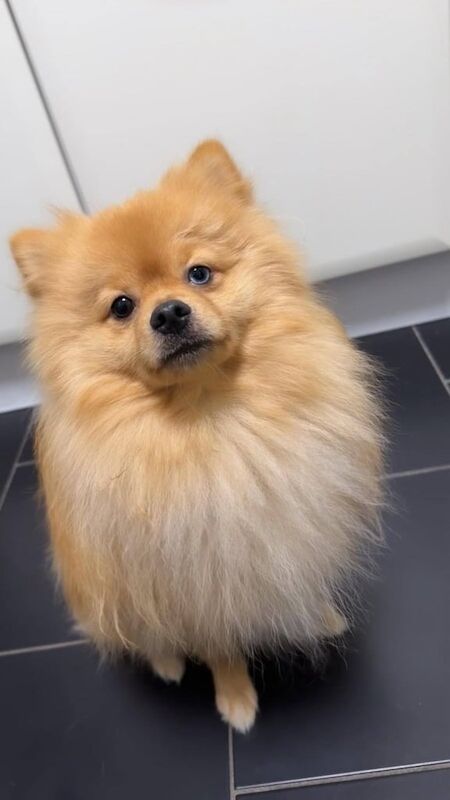 Male russian pom boy arlo - Image 2 of 2