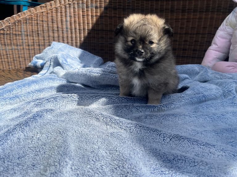 Maltipom boy