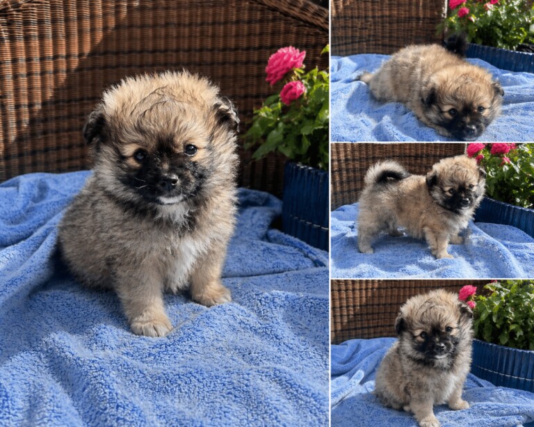 Maltipom boy - Image 2 of 6
