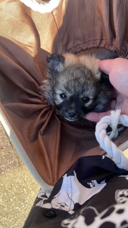Maltipom boy - Image 3 of 6