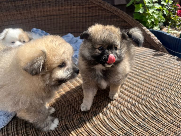Maltipom boy - Image 6 of 6