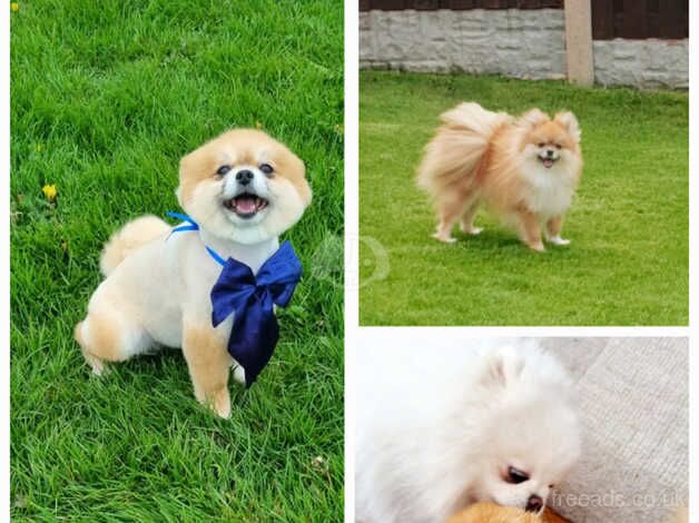 Pomeranian puppies for sale in Rotherham, South Yorkshire – 1 year old - Image 2 of 5