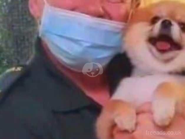 Pomeranian puppies for sale in Rotherham, South Yorkshire – 1 year old - Image 5 of 5