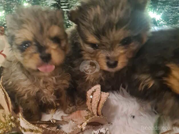 Pomeranian puppies for sale in Tamworth, Staffordshire – 1 year old - Image 2 of 5