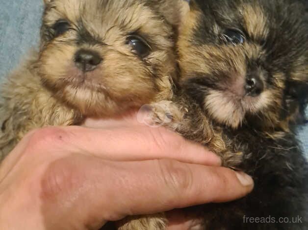 Pomeranian puppies for sale in Tamworth, Staffordshire – 1 year old - Image 3 of 5