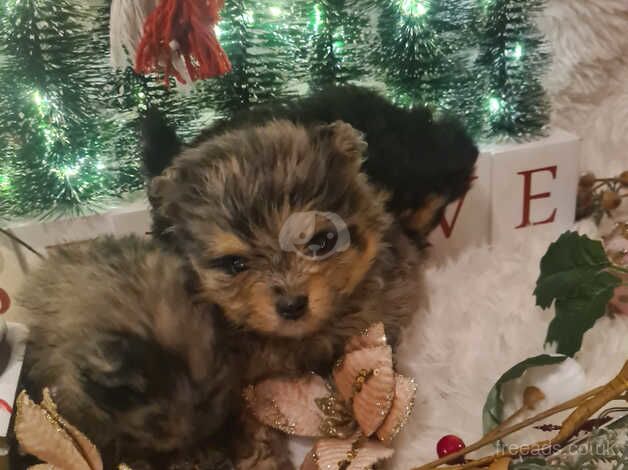 Pomeranian puppies for sale in Tamworth, Staffordshire – 1 year old - Image 4 of 5