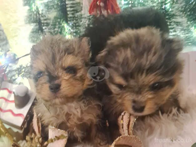 Pomeranian puppies for sale in Tamworth, Staffordshire – 1 year old - Image 5 of 5