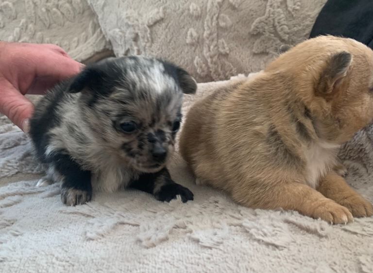 Pomeranian Puppies For Sale Under £1,000