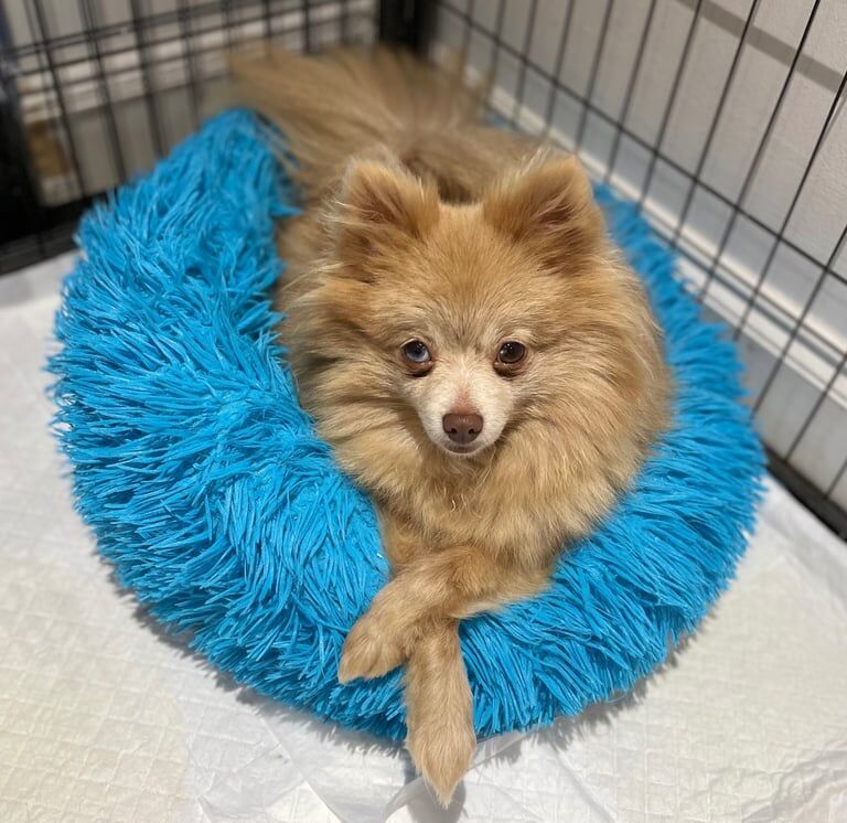 Merle Pomeranian female one blue eye for sale in Normandy, Surrey | Image 2