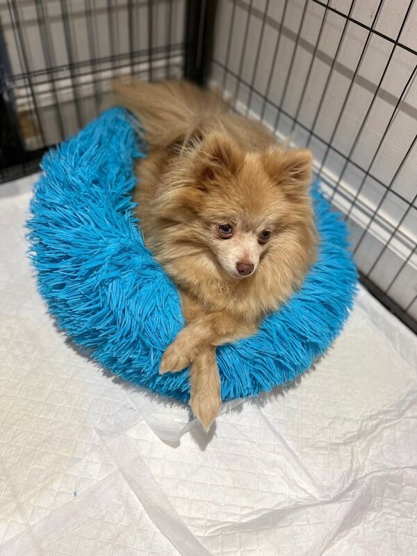 Merle Pomeranian female one blue eye for sale in Normandy, Surrey | Image 3