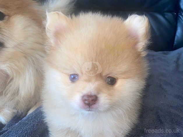 Pomeranian puppies for sale in Diss, Norfolk – 1 year old - Image 1 of 5