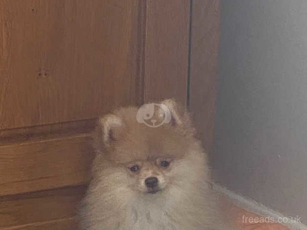 Pomeranian puppies for sale in Diss, Norfolk – 1 year old - Image 2 of 5
