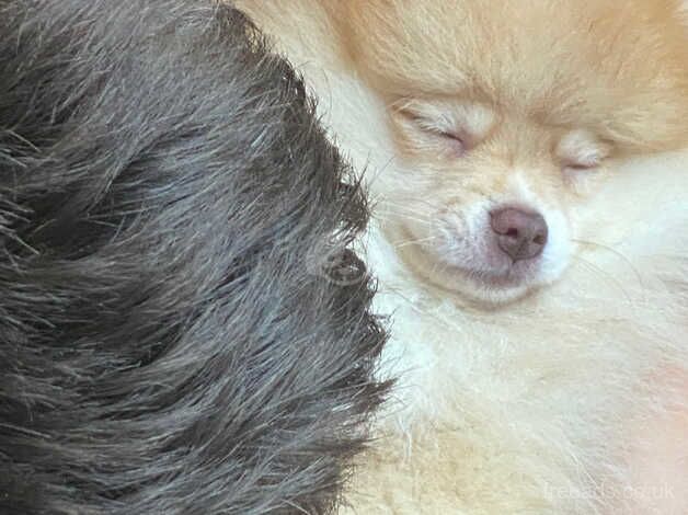 Pomeranian puppies for sale in Diss, Norfolk – 1 year old - Image 3 of 5