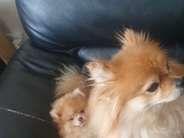 Pomeranian puppies for sale in Diss, Norfolk – 1 year old - Image 4 of 5