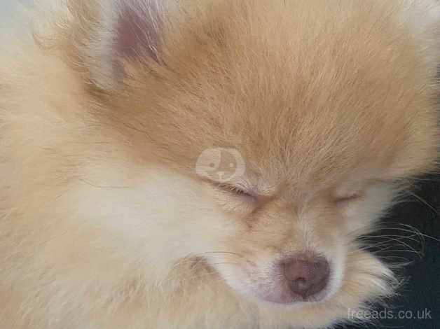 Pomeranian puppies for sale in Diss, Norfolk – 1 year old - Image 5 of 5