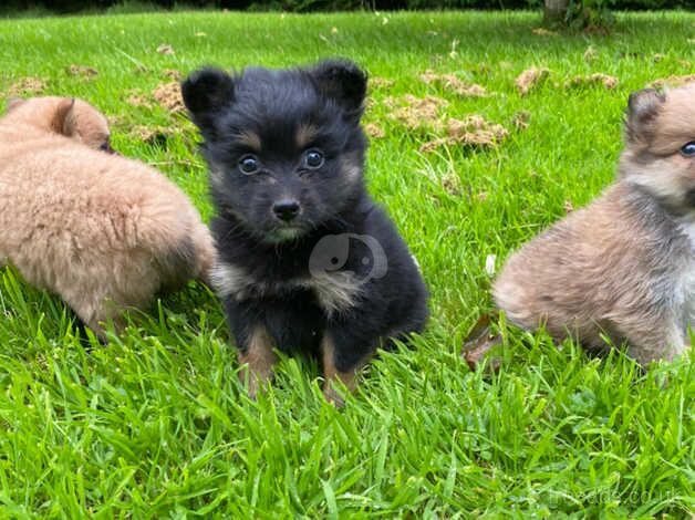 Pomeranian puppies for sale in Omagh, County Tyrone – 1 year old - Image 2 of 5