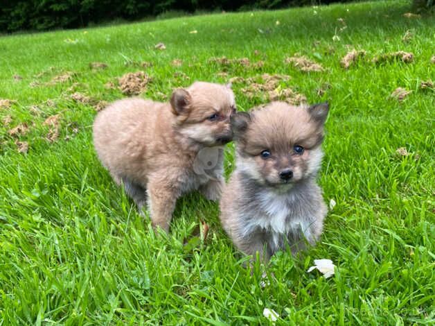 Pomeranian puppies for sale in Omagh, County Tyrone – 1 year old - Image 3 of 5