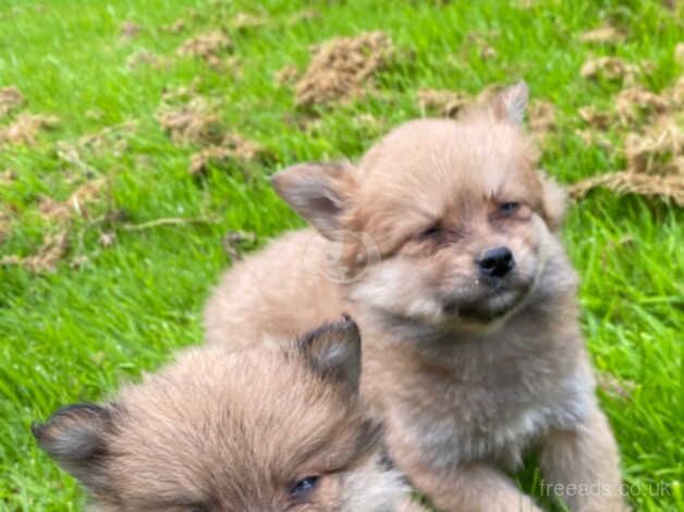 Pomeranian puppies for sale in Omagh, County Tyrone – 1 year old - Image 4 of 5