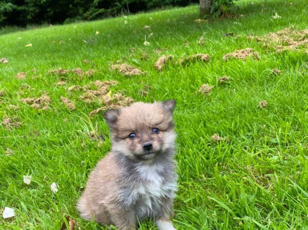 Pomeranian puppies for sale in Omagh, County Tyrone – 1 year old - Image 5 of 5