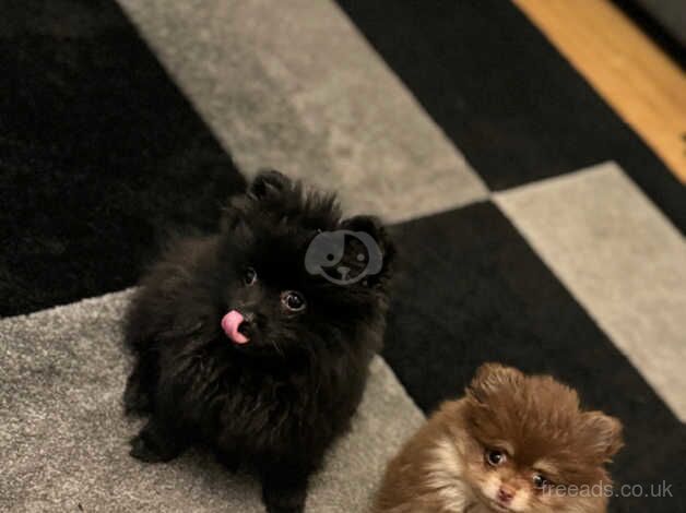 Pomeranian puppies for sale in Enfield, Enfield, Greater London – 11 months old - Image 1 of 5