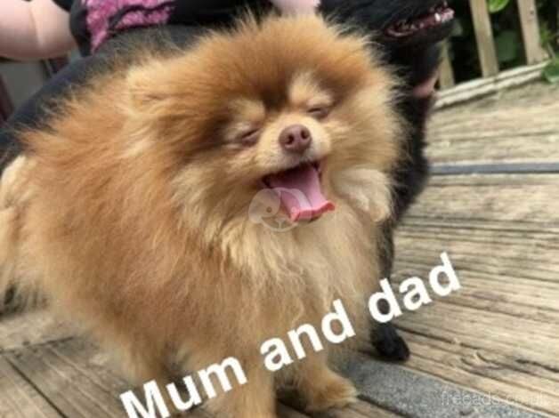Pomeranian puppies for sale in Enfield, Enfield, Greater London – 11 months old - Image 5 of 5