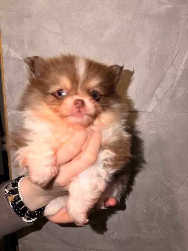Pomeranian puppies for sale in Sheffield, South Yorkshire – 7 weeks old