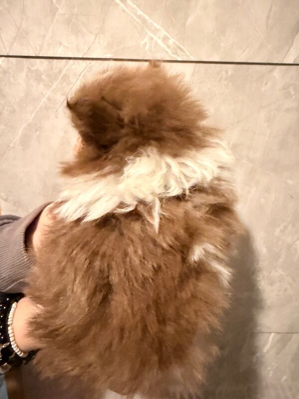 Pomeranian puppies for sale in Sheffield, South Yorkshire – 7 weeks old - Image 2 of 7