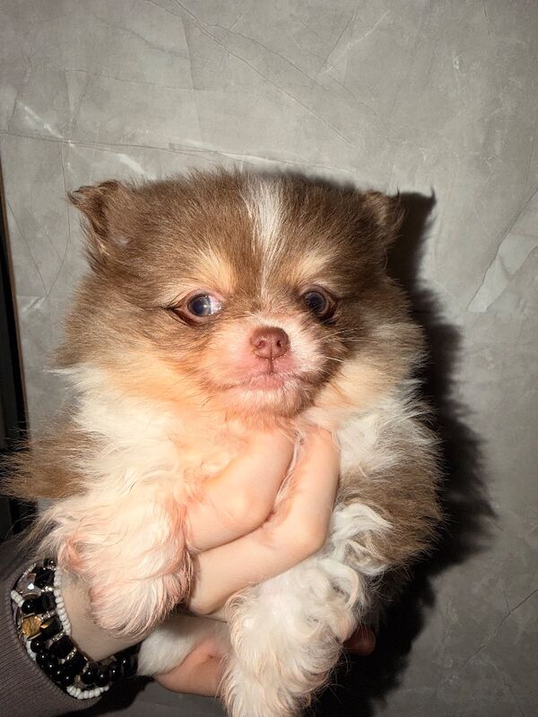 Pomeranian puppies for sale in Sheffield, South Yorkshire – 7 weeks old - Image 3 of 7