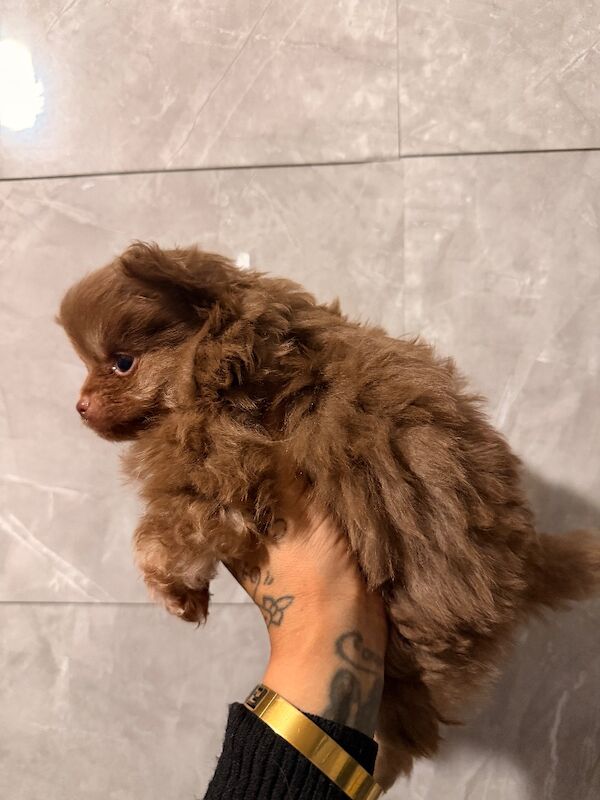 Pomeranian puppies for sale in Sheffield, South Yorkshire – 7 weeks old - Image 4 of 7