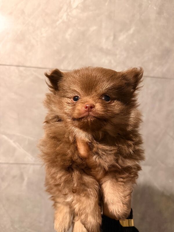 Pomeranian puppies for sale in Sheffield, South Yorkshire – 7 weeks old - Image 5 of 7