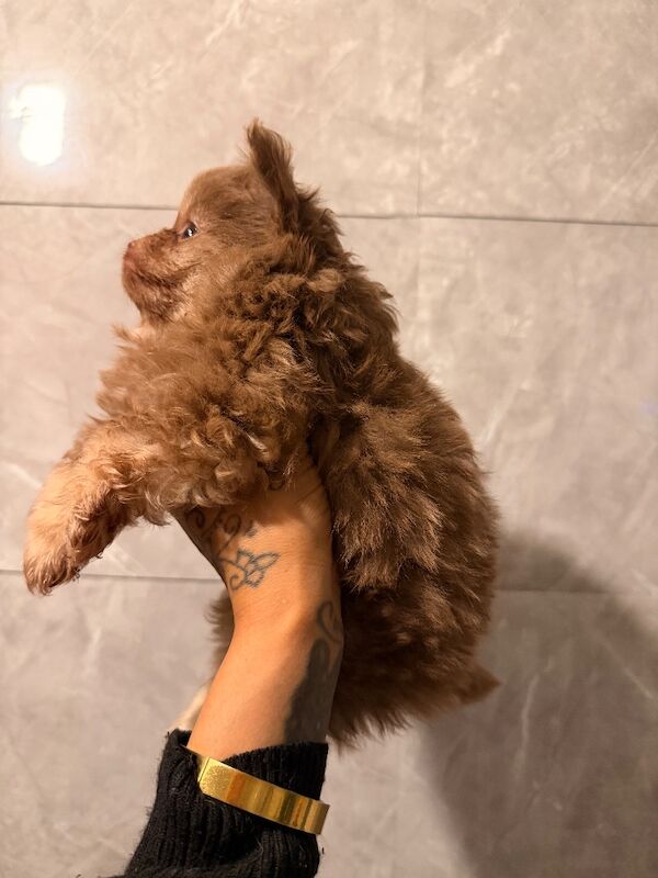 Pomeranian puppies for sale in Sheffield, South Yorkshire – 7 weeks old - Image 6 of 7