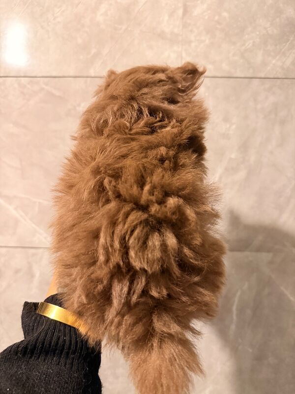 Pomeranian puppies for sale in Sheffield, South Yorkshire – 7 weeks old - Image 7 of 7