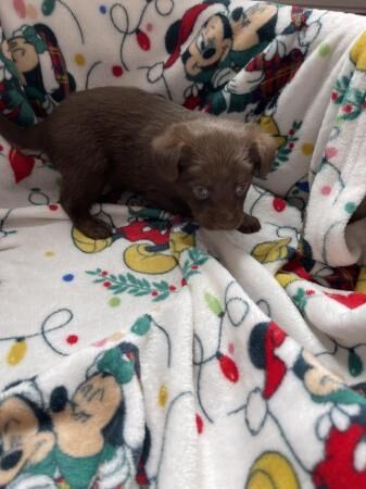 Mini dachshund x Pomeranian puppies for sale in Brentwood, Essex - Image 5