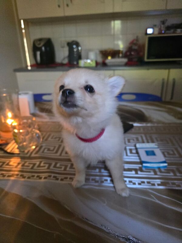 Pomeranian puppies for sale in Bradford, West Yorkshire – 7 weeks old