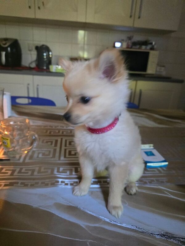 Pomeranian puppies for sale in Bradford, West Yorkshire – 7 weeks old - Image 2 of 3