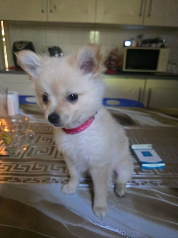 Pomeranian puppies for sale in Bradford, West Yorkshire – 7 weeks old - Image 3 of 3