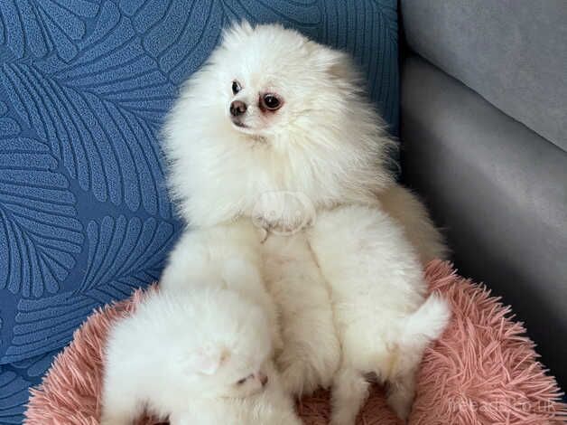 Pomeranian puppies for sale in London – KC registered, 1 year old - Image 2 of 5