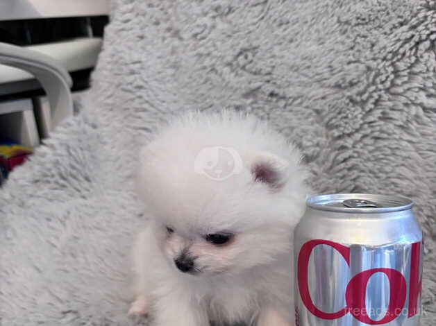 Pomeranian puppies for sale in London – KC registered, 1 year old - Image 3 of 5