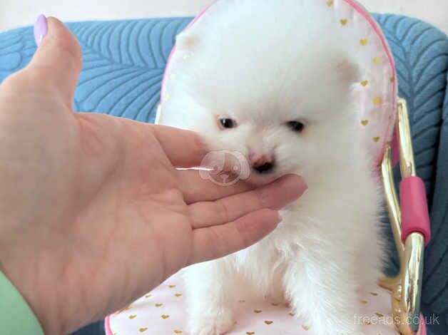 Pomeranian puppies for sale in London – KC registered, 1 year old - Image 4 of 5