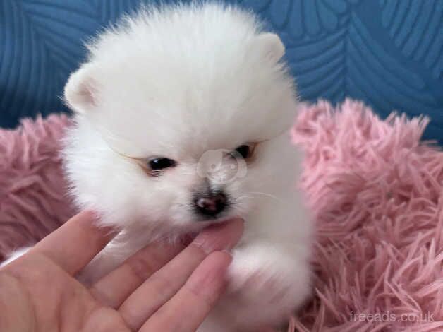 Pomeranian puppies for sale in London – KC registered, 1 year old - Image 5 of 5