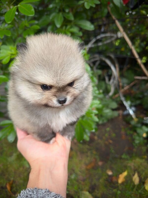 Pomeranian puppies for sale in Acton, Greater London – 9 weeks old - Image 2 of 5