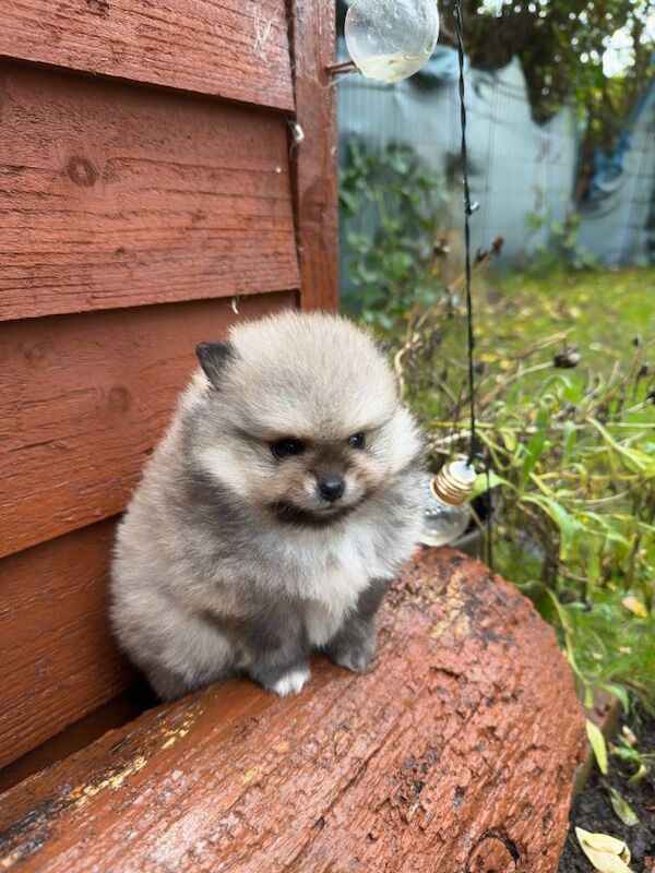 Pomeranian puppies for sale in Acton, Greater London – 9 weeks old - Image 3 of 5