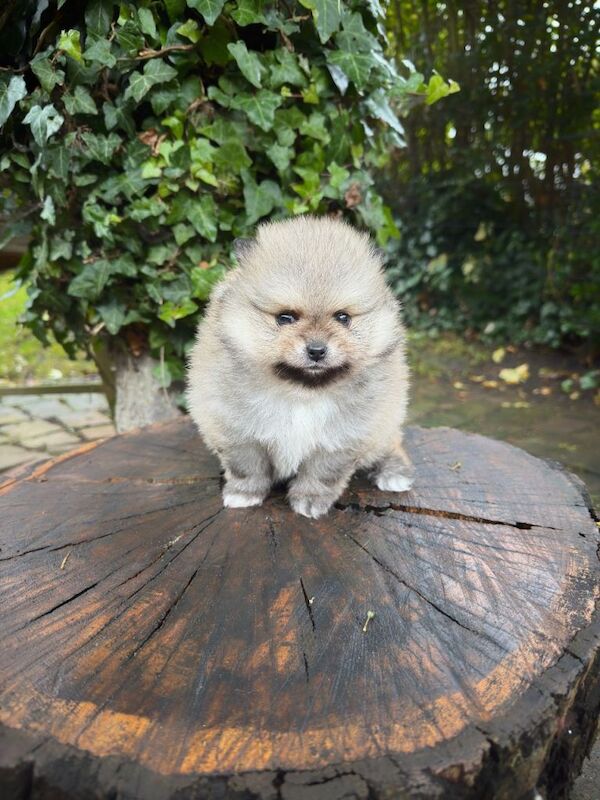 Pomeranian puppies for sale in Acton, Greater London – 9 weeks old - Image 4 of 5