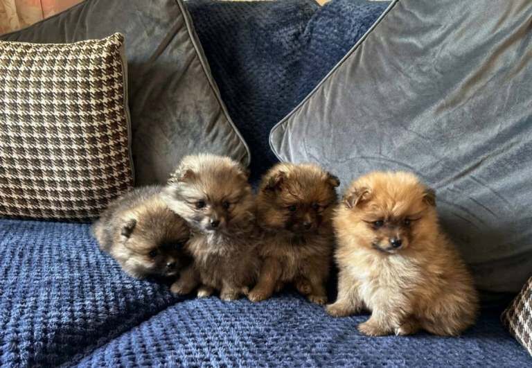 Mini Pomeranian puppies