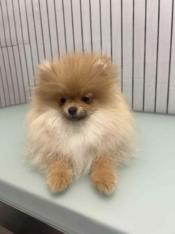 Pomeranian puppies for sale in Collier's Wood, London – 4 months old - Image 2 of 6