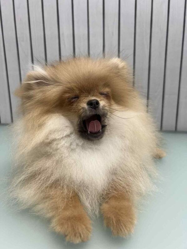 Pomeranian puppies for sale in Collier's Wood, London – 4 months old - Image 3 of 6