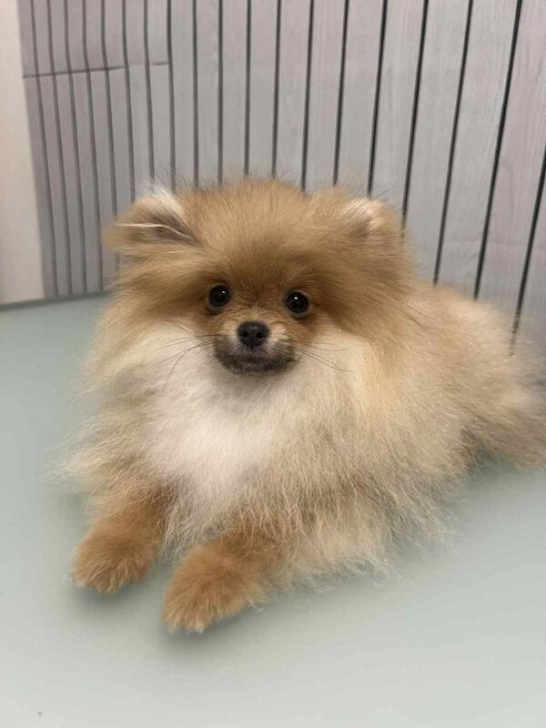 Pomeranian puppies for sale in Collier's Wood, London – 4 months old - Image 4 of 6